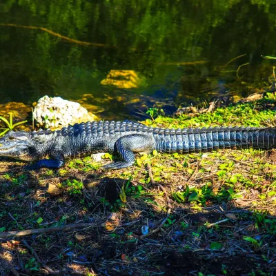 American alligator in the Everglades
