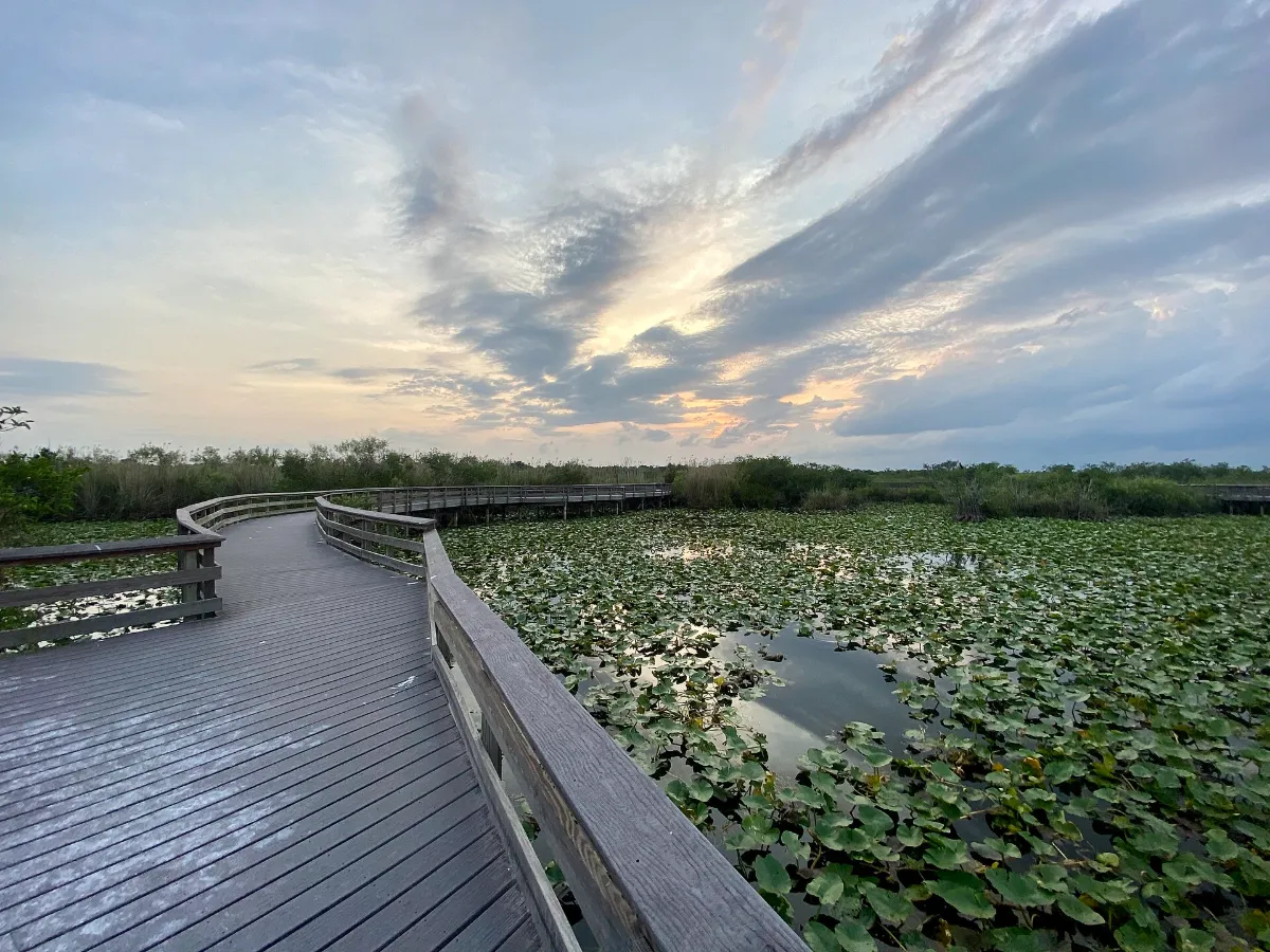 Boardwalk crossing a lily-covered slough in the Everglades