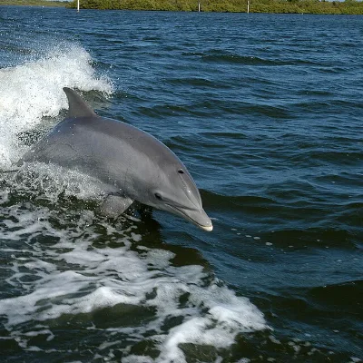 Bottlenose dolphin jumping in a boat wake