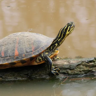 Florida redbelly turtle on a log
