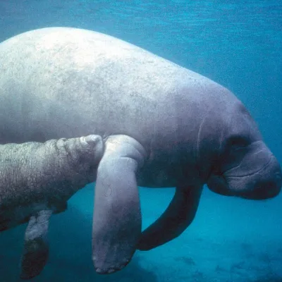 Manatee swimming with its calf