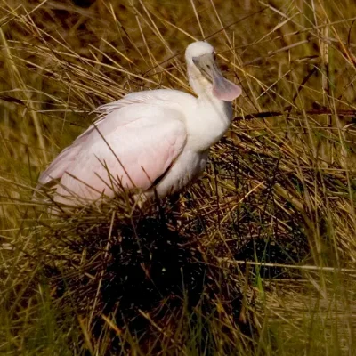 Roseate spoonbill