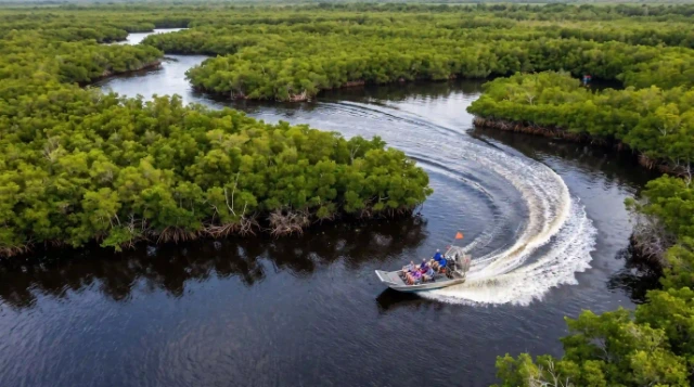 Airboat carving a curve through mangrove channels, seen from above