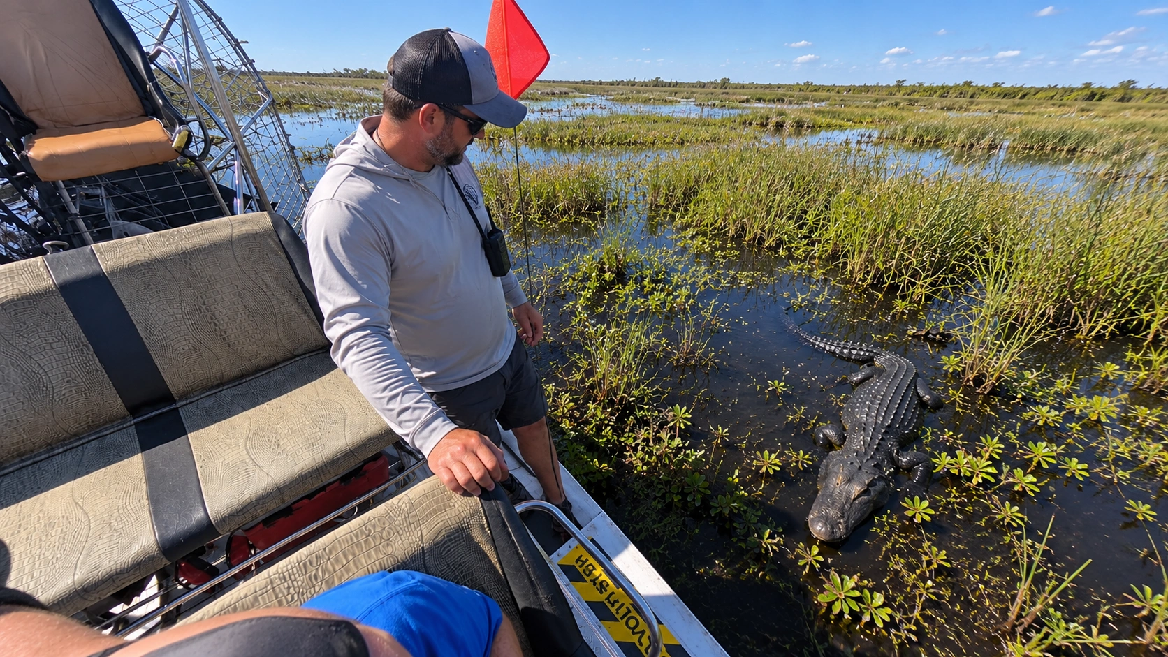 Captain showing guests an alligator beside the airboat