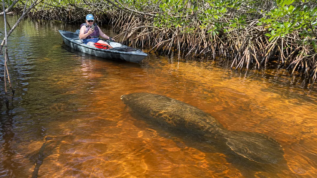 Manatee swimming beneath a kayak in clear, tea-coloured water